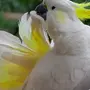 Как выглядит попугай какаду