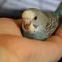 Молодой попугай волнистый