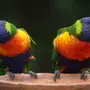 Попугай Разноцветный