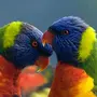 Попугай разноцветный