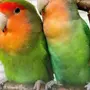 Попугаи Неразлучники Красивые