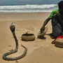 Змеи Шри Ланки