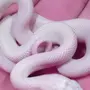 Змея Альбинос