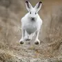 Заяц Беляк