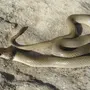 Змеи турции