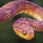 Самая ядовитая змея в мире