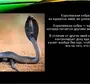 Змеи астраханской области с названиями