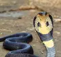 Кобра змеи с раскрытым капюшоном