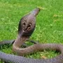 Кобра змеи с раскрытым капюшоном