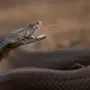 Змеи африки