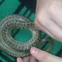 Змеи Приморского Края