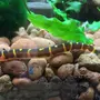 Рыба змея