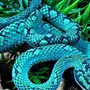 Самые красивые змеи в мире
