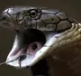 Пасть змеи
