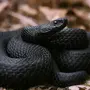 Черная Змея