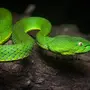 Зеленая Змея