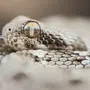 Змея эфа