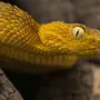 Фотки Змей
