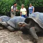 Большие черепахи