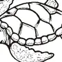 Картинка черепашка для раскрашивания