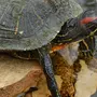 Черепаха Домашняя