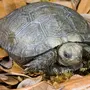 Черепахи с названиями