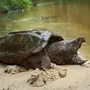 Грифовая Черепаха
