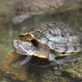 Водная черепаха