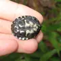 Мускусная черепаха