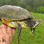 Большые красноухие черепахи