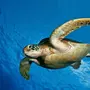 Черепахи В Воде