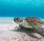 Черепахи в воде