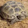 Среднеазиатская черепаха