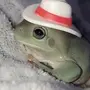 Милые лягушки