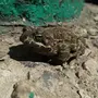 Земляная лягушка