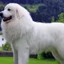 Крупные породы собак