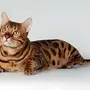 Порода кошек бенгальская