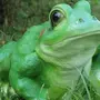 Зеленая Жаба