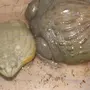 Лягушка водонос