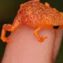 Оранжевая Лягушка