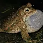 Камышовая жаба
