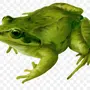 Как выглядит жаба