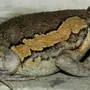 Лягушка Бык Гигантская