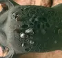 Лягушка пипа суринамская