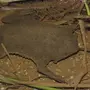 Лягушка пипа суринамская