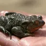 Самая маленькая лягушка в мире название