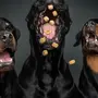 Смешные Фотки Собак