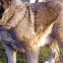 Собака Кавказская Овчарка