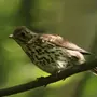 Птицы Нижегородской Области