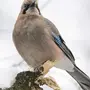 Птицы подмосковья зимой с названиями